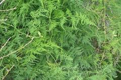 مارچوبه نرمه / گل گردی بالارونده